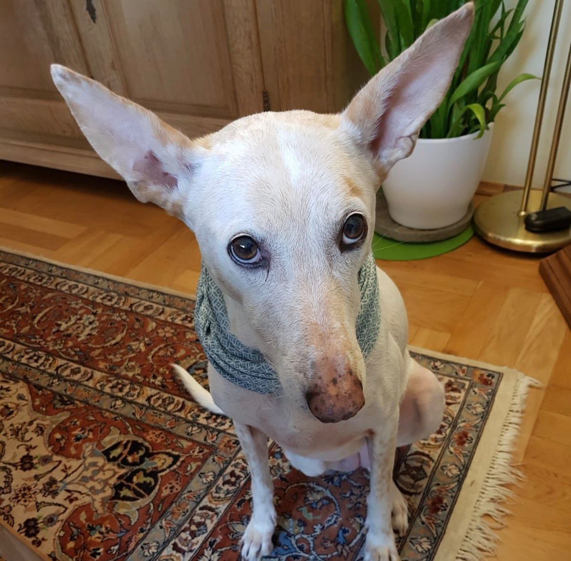 WhatsApp Image 2026-02-25 at 17.25.00